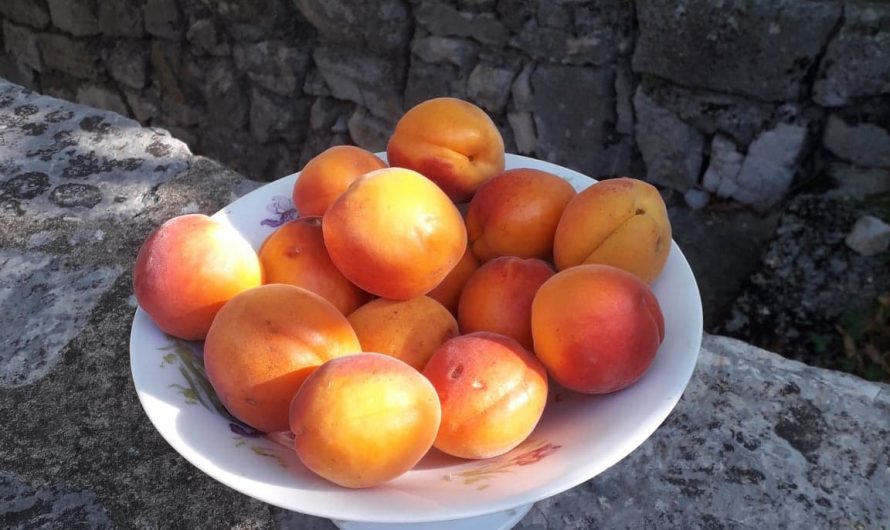 Tarte aux abricots et aux amandes (Creada per Patricia)
