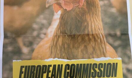 Le Parlement Européen doit pouvoir voter les nouveaux règlements avant fin décembre concernant le bien-être des animaux transportés vivants. Le Débatteur vous informe.